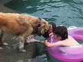 Alex_MooseDiscoversPool (13)